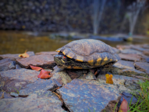 La tortuga símbolo de longevidad, sabiduría y fortuna